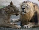 3 Gir lions 'get life in zoo' for murdering people in Gujarat