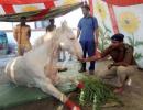 BJP MLA gallops into row after 'thrashing' horse