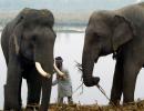 Will India do a Kenya and burn its ivory pile?