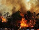 Time to make our forests fire-proof