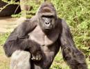 RIP Harambe: Outrage grows over gorilla's death at US zoo