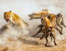 Lions vs Hyenas? Who do you think won?