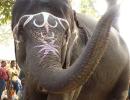 The gentle giants of Sonepur