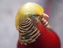 Meet 'Trump bird', China's latest sensation