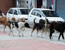 In Kerala, a discount on air guns to deal with stray dogs