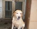 RIP! 26/11 hero dog Caesar passes away