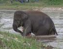 Elephant rushes into river to 'save drowning friend'