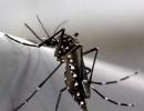 13 Indians test positive for Zika virus in Singapore