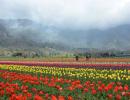 PHOTOS: Welcome to Asia's largest tulip garden in Kashmir