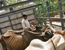 Man killed by gau rakshaks was a dairy farmer, not cattle smuggler