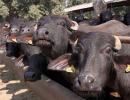 20-year-old lynched in UP on suspicion of buffalo theft