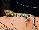 Humans vs leopards: Whose home is it?