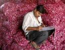 Onion prices may decline by half in 2 weeks