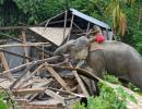 PHOTOS: When elephants turned bulldozers