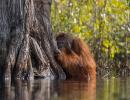 Why so shy, orangutan?