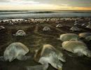 Olive Ridley turtles are back for nesting