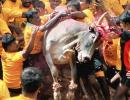 Sasikala urges PM Modi to revoke ban on Jallikattu