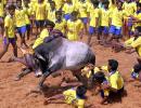 Has Jallikattu ban revived TN's regional pride?