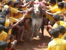 'Jallikattu can't be played without torturing bulls'