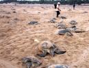 PHOTOS: Olive ridley turtles are back in Odisha!