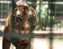 Stomach this! Big cats in UP zoo forced to munch on chicken, mutton