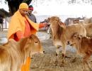 Gau raksha has replaced Sabka Vikas