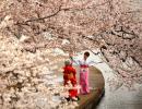 With cherry blossoms in bloom, Washington is the place to see