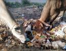 Waiting for 'rakshaks', cows are choking on plastic