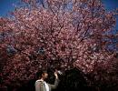 Japan's cherry blossoms take our breath away