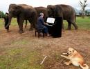 PHOTOS: Meet the pianist for elephants