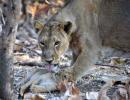 PHOTOS: On a lion safari with President Kovind