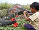 Why must so many elephants die on the railway tracks?