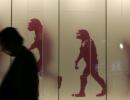 'No scientist says apes turn into humans'