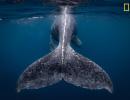 'A whale of a time': Nat Geo Travel Photographer winners