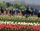 PHOTOS: Inside Kashmir's Valley of Tulips