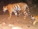 'Man-eater' tigress Avni killed in Maharashtra