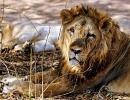 29 per cent rise in Asiatic lion population in Gir