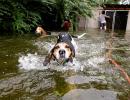 Good Samaritans work to rescue animals from Hurricane Florence