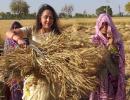 PHOTOS: Hema Malini begins campaign from a farm