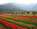 PHOTOS: Asia's largest tulip garden in full bloom