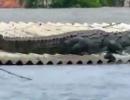 WATCH: Crocodile on roof of house in flood-hit K'taka