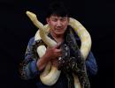 The firefighter who catches snakes with his bare hands