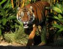 Tiger walks record 1,300 km for mate and prey