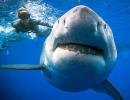 PHOTOS: Swimming with the 'biggest ever' Great White shark