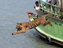 'Tiger populations have boomed'