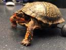 Turtle who lost both back legs gets rolling!