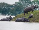 Assam flood: 90% of Kaziranga National Park submerged