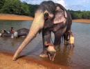 Pineapple filled with crackers kills elephant