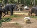 Inside India's first ever elephant rehab centre