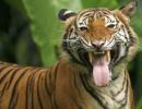 With 3,000 tigers India one of the safest habitats: PM